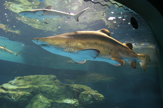 しながわ水族館 東京都品川 当日楽々 便利な前売入場チケット ジョルダンクーポン