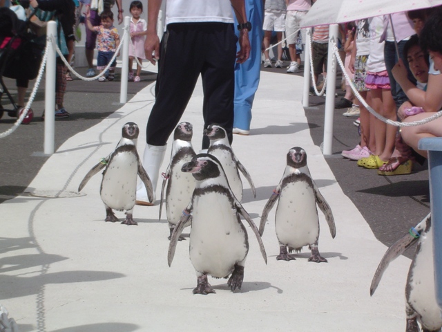 フンボルトペンギンの散歩