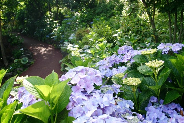 伊豆四季の花公園で四季折々の花を楽しめる癒し公園 入園料割引 ジョルダンクーポン