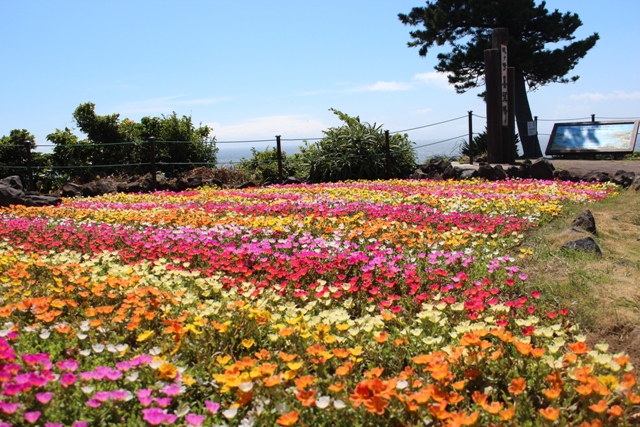 伊豆四季の花公園で四季折々の花を楽しめる癒し公園 入園料割引 ジョルダンクーポン