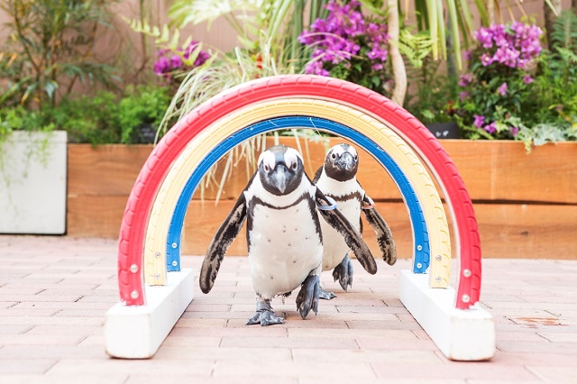 フレンドリースクエア(ペンギン)