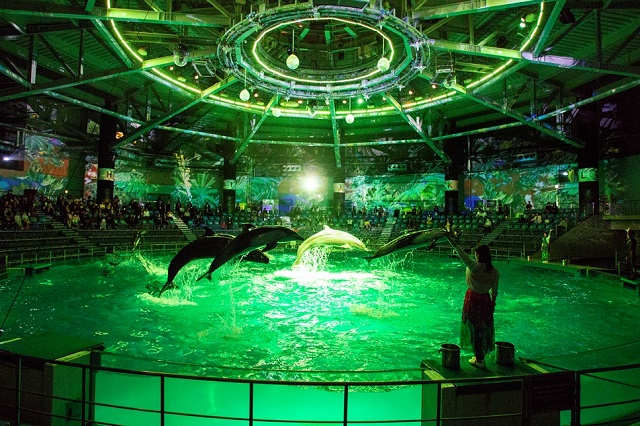 DOLPHIN PERFOMANCE(NIGHT)