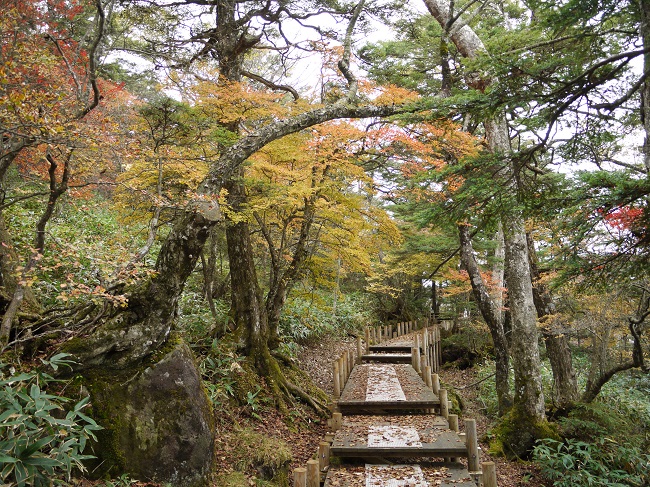 ハンターマウンテン紅葉ゴンドラ2018 山頂遊歩道