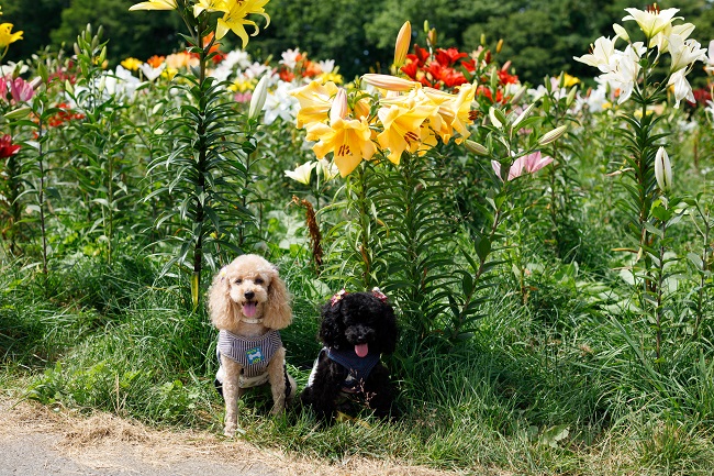ドッグランが新設♪愛犬と一緒にゆりパークをお楽しみください。