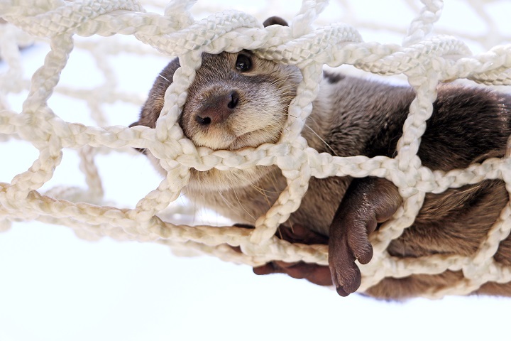 【横浜・八景島シーパラダイス】コツメカワウソ
