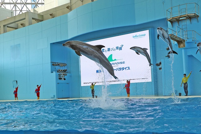 アクアミュージアム：海の動物たちのショー(昼)