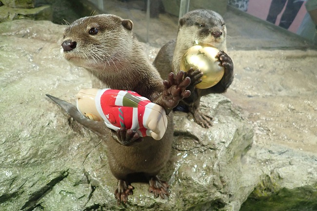 見てみよう!コツメカワウソのごはん~クリスマス編~(イメージ)