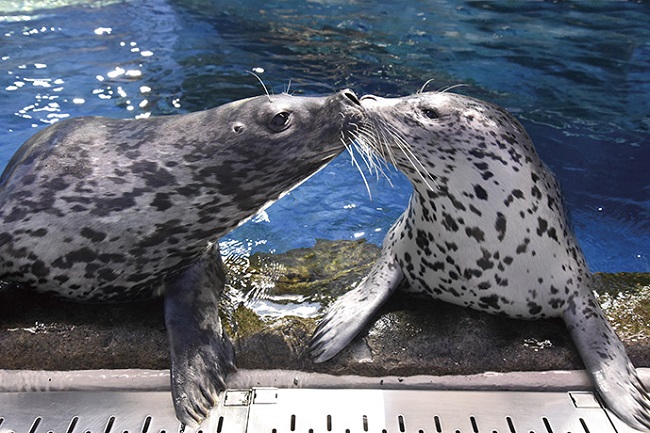 【新江ノ島水族館】ゴマフアザラシ