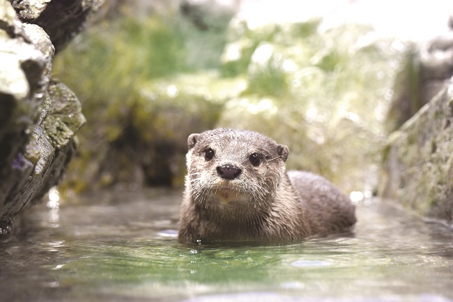 【新江ノ島水族館】コツメカワウソ