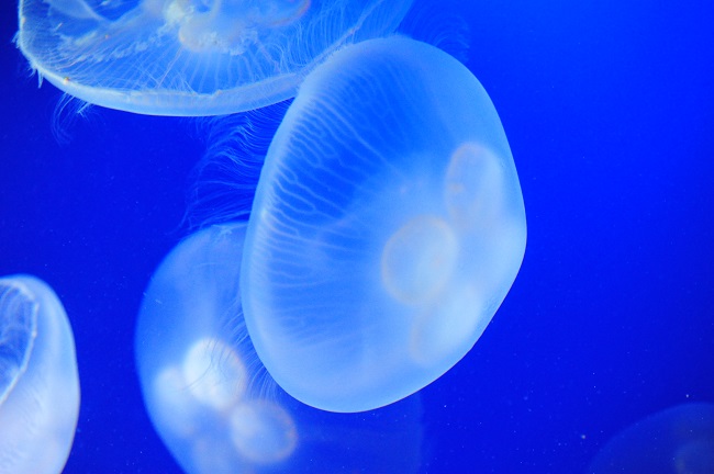 【新江ノ島水族館】幻想的な癒し空間「クラゲファンタジーホール」ミズクラゲ