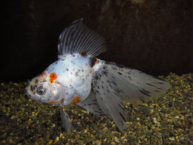 【新江ノ島水族館】6月1日~ テーマ水槽_青い金魚と水草で魅せる「あじさい」(キャリコブロードテールリュウキン)