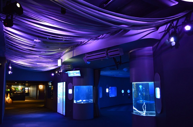 【新江ノ島水族館】6月1日~ゆらぎの海廊