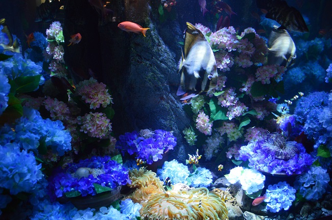 【新江ノ島水族館】6月1日~特別展示 海中のあじさい水槽