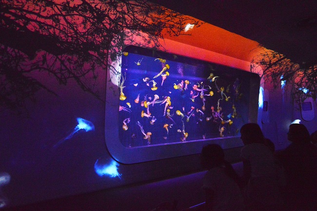 海月の宇宙そら~ハロウィン(新江ノ島水族館)