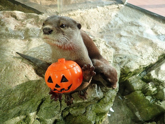 見てみよう!コツメカワウソのごはん(新江ノ島水族館)