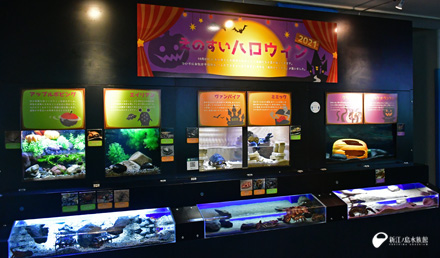 【新江ノ島水族館】イベント えのすいハロウィン