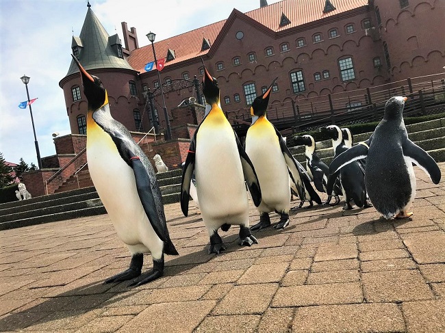 ペンギンのパレード