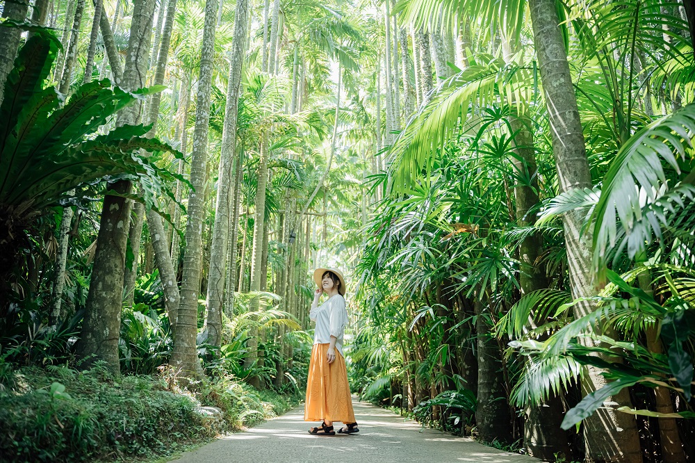 【植物園】日本一のユスラヤシ！