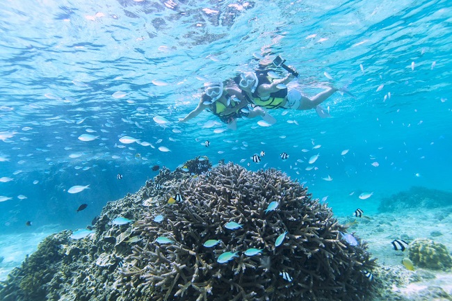【サンゴとお魚を楽しむシュノーケルツアー】美しい珊瑚礁で癒しのひと時を