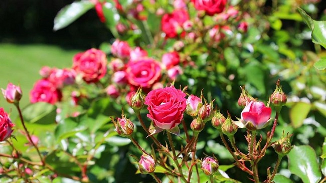 風のガーデンから徒歩約2分の所に「薔薇の庭」がございます。原種のバラを中心に植栽された自然に近いローズガーデンです。