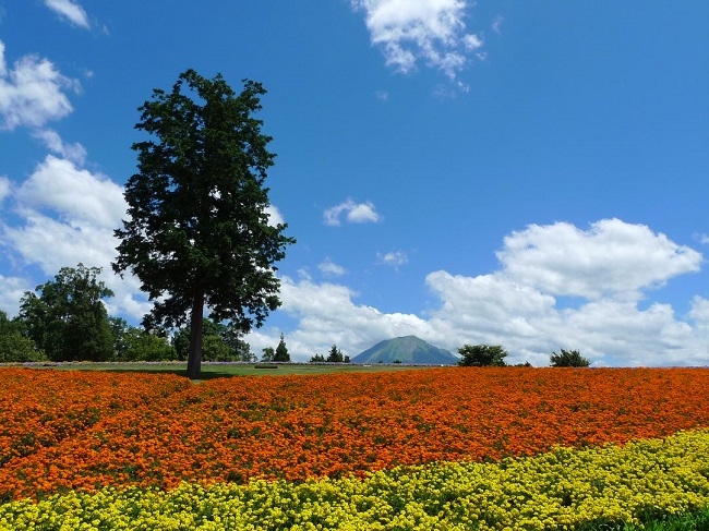 【花の丘】丘いっぱいに咲く花の絨毯