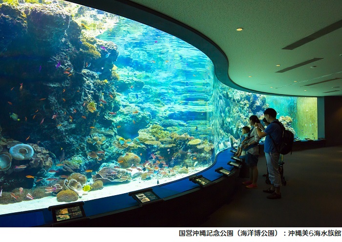 【沖縄美ら海水族館】サンゴの海