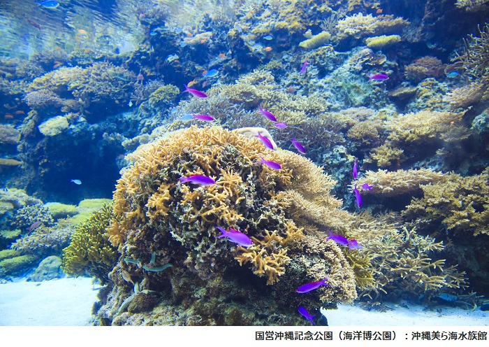 【沖縄美ら海水族館】サンゴの海