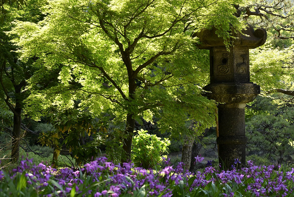 【旧芝離宮恩賜庭園】春日灯籠とシラン