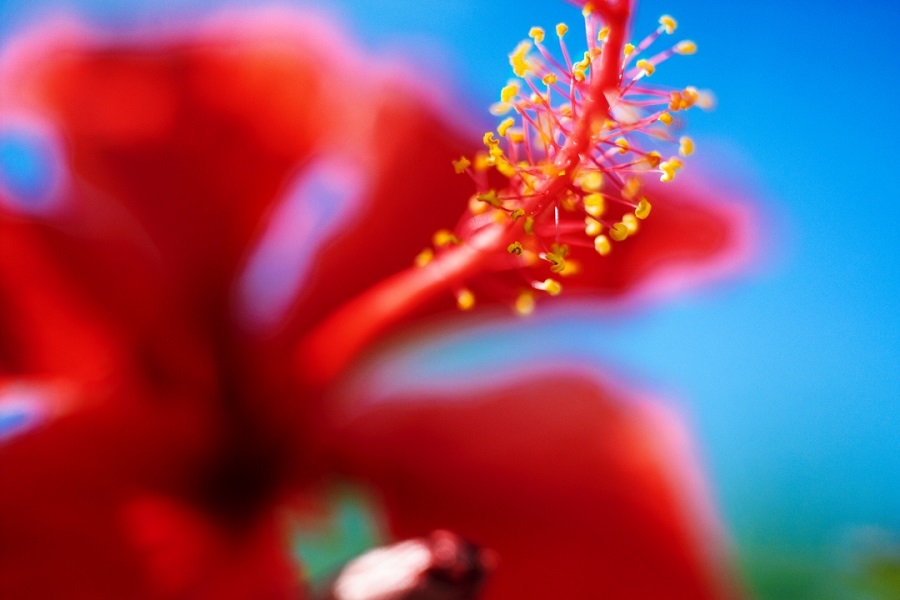 ©mika ninagawa, Courtesy of Tomio Koyama Gallery