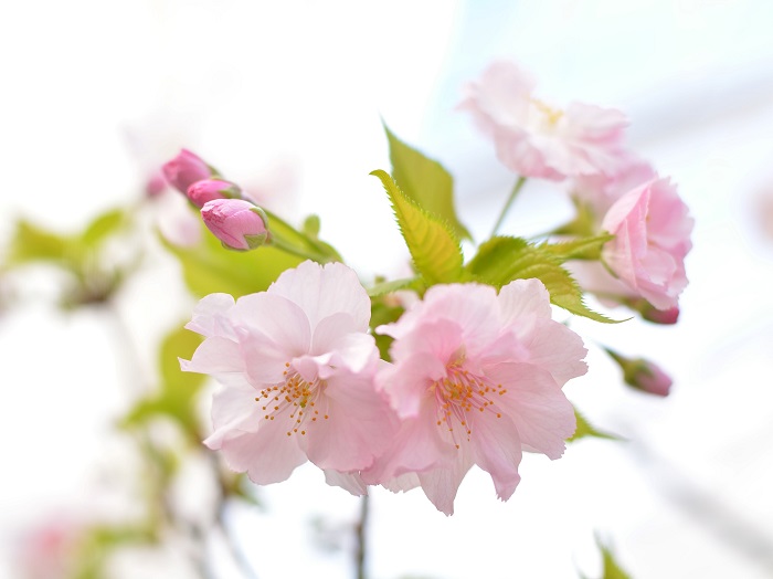 【猪苗代ハーブ園】温室の松前桜