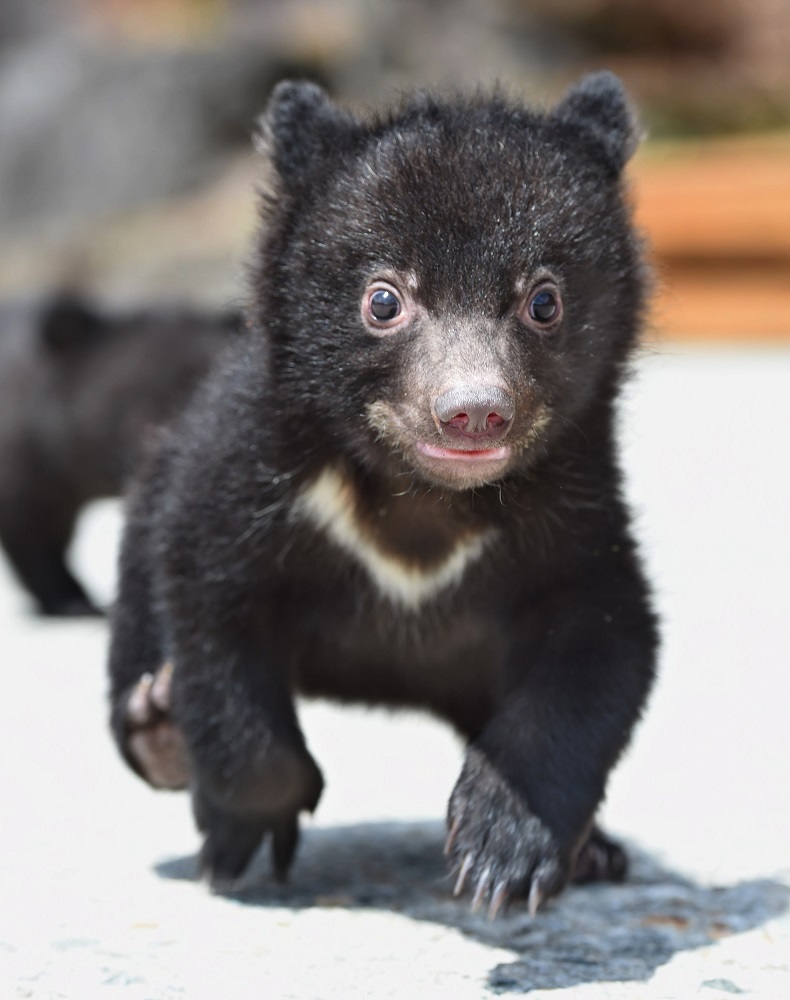 奥飛騨クマ牧場