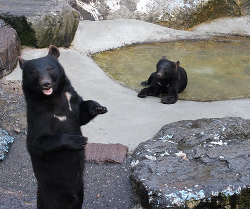 【奥飛騨クマ牧場】らいち＆幸水