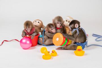 日光さる軍団劇場