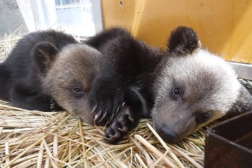 のぼりべつクマ牧場
