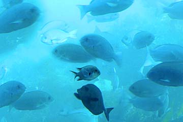 かつうら海中公園